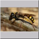 Mellinus arvensis - Kotwespe w09.jpg